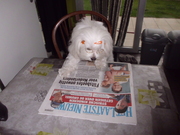 honden foto van van haelen sofie