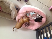 honden foto van Stephanie