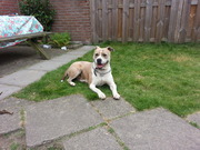 honden foto van Jim Palm