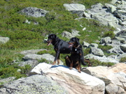 honden foto van Nadia haar Beaucejes