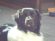 honden foto van Marnix