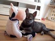 honden foto van coby