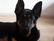 honden foto van Sharon