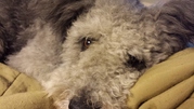 honden foto van Annemieke en Elmo