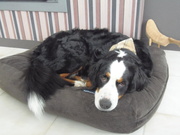 honden foto van nancy