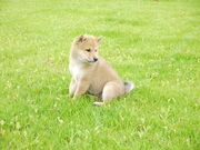 honden foto van Debby