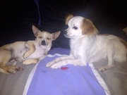 honden foto van Stefanie
