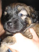 honden foto van Doggie77