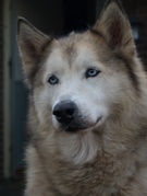 honden foto van Nieuwe Dieren Nooitgedacht