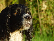 honden foto van Diana Fens