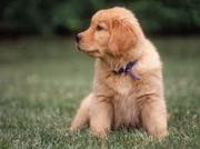 honden foto van Edith Vanhecke