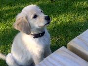 honden foto van Pascalle