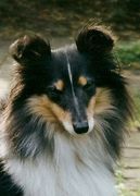 honden foto van hondenknuffelaar