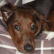 honden foto van sabrina