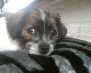 honden foto van Jacqy & Izzy