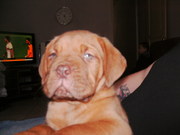 honden foto van RONNY VANHOVE