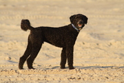 honden foto van Josina