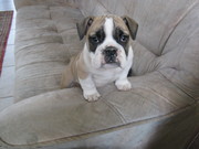 honden foto honden foto van kurt goossens