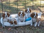 honden foto van Van cavaliers