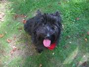 honden foto van Shanna