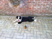 honden foto van Jeroen Machiels