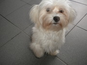 honden foto van Charlotte