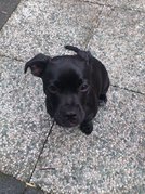 honden foto honden foto van Femia