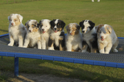 honden foto van Christel Driesen