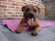 honden foto honden foto van katrien