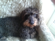 honden foto van Ilona 