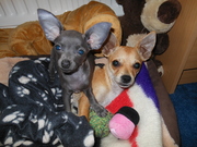 honden foto van viktoria CHIWAWA