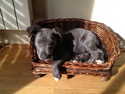 honden foto van Linda