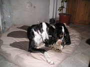 honden foto van katleen