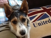 honden foto honden foto van Job