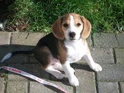 honden foto van hilma schonewille