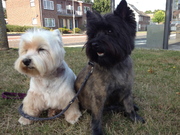 honden foto van Margo