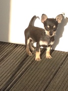 honden foto honden foto van Toos Pelster