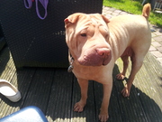 honden foto honden foto van Rene Olsson