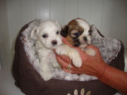 honden foto van Sonck