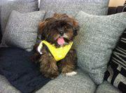 honden foto van Jannet Zijlstra,vrouwtje van Twinkle