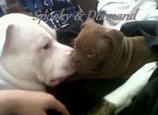 honden foto van priscilla (L) diamond&Spooky