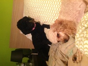 honden foto van Lisa