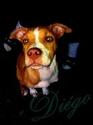 honden foto van Roy en Diego