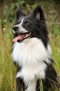 honden foto van Debbie