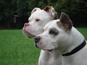 honden foto van Caroline