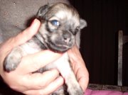 honden foto van elke
