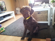 honden foto van Tatjana van braak 