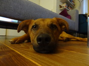 honden foto van Eva & Sammie 