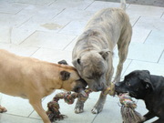 honden foto honden foto van debby