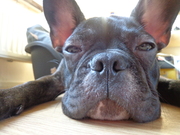 honden foto van Anoukk - Mandark !